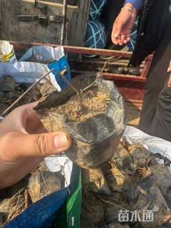 高度10厘米芍药