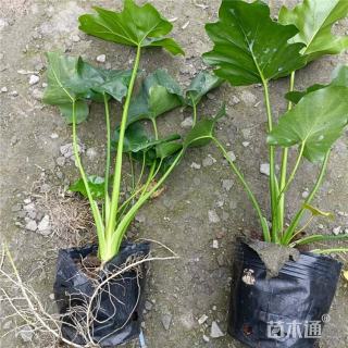 高度30厘米春羽