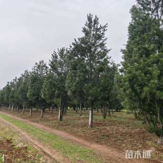 高度600厘米白皮松