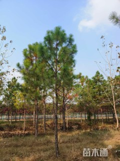 高度500厘米马尾松