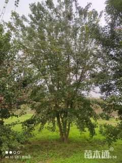 高度800厘米丛生三角枫