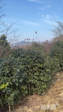 高度180厘米美人茶