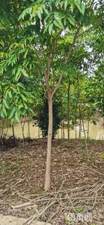 高度80厘米无患子小苗