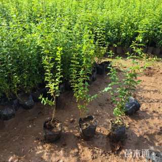 高度25厘米小叶女贞