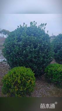 冠幅180厘米大叶黄杨球