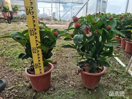 高度30厘米龙船花