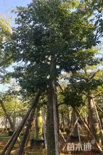 15公分大腹木棉