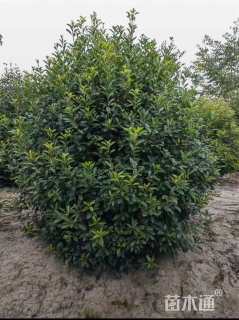 冠幅170厘米石楠球