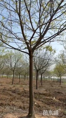 24公分朴树