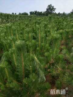 高度120厘米黑松