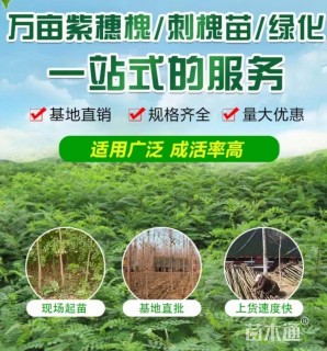 高度50厘米紫穗槐小苗