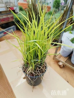 鲍尔金丝太草