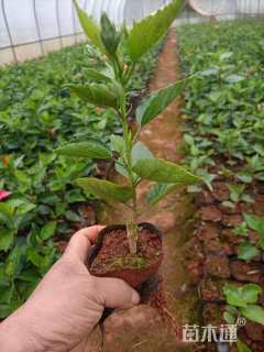 高度20厘米木槿