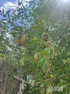 高度388厘米果石榴