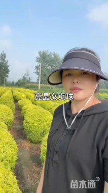 冠幅80厘米亮晶女贞球