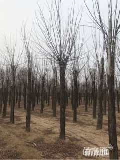 8公分嫁接香花槐