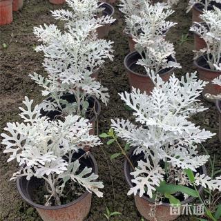 高度35厘米银叶菊