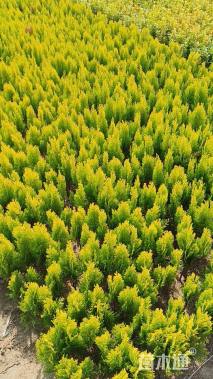 高度40厘米洒金柏