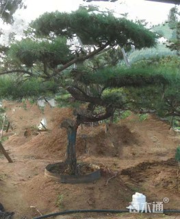 18公分造型松