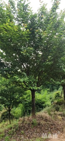 18公分日本晚樱