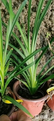 高度50厘米常绿萱草