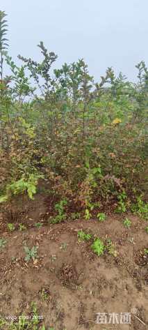 高度100厘米丛生紫薇