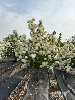 高度300厘米中华木绣球