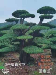 30公分造型对节白蜡