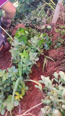 高度30厘米大叶黄杨