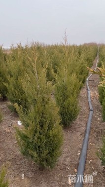 高度120厘米塔柏