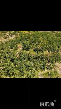 18公分丛生香橼