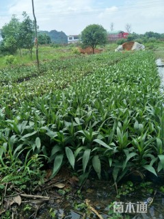 高度30厘米翠芦莉