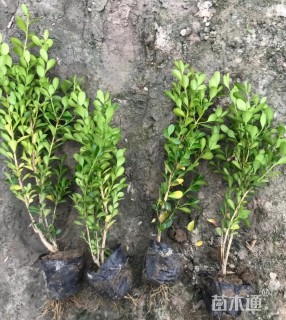 20厘米小叶黄杨