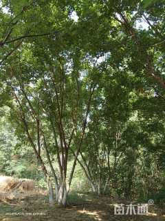 高度950厘米丛生五角枫