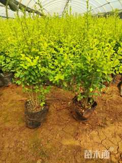 大杯苗亮晶女贞小苗