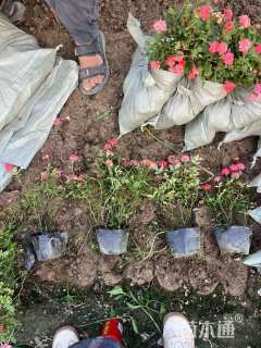 高度30厘米月季