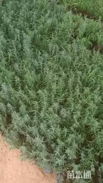 高度15厘米薰衣草