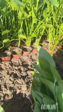 高度30厘米梭鱼草