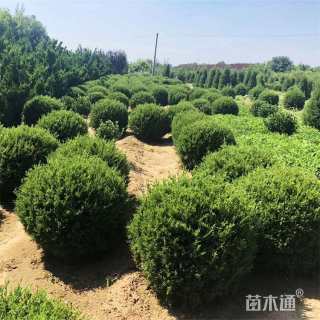 冠幅180厘米龙柏球