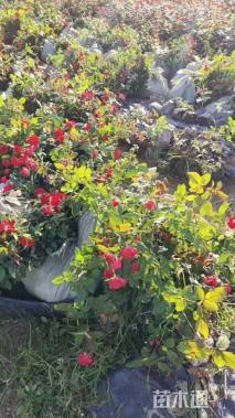 高度30厘米丰花月季