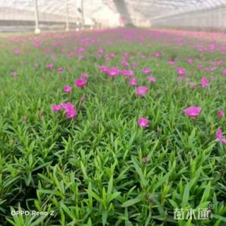 高度7厘米欧石竹