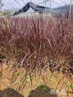 高度30厘米火焰狼尾草