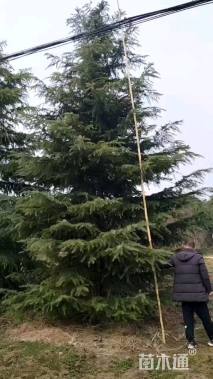 高度300厘米雪松