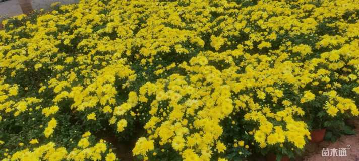 高度15厘米国庆菊