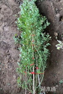 50厘米藤本欧月