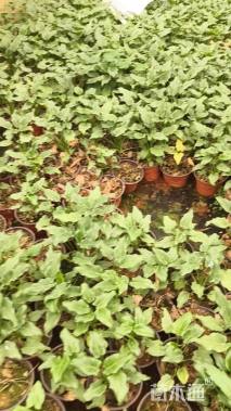 高度20厘米仙羽蔓绿绒