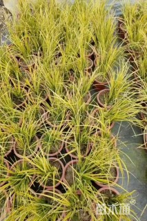 高度18厘米金叶菖蒲