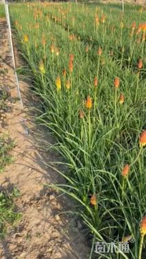 高度28厘米火炬花