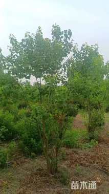 30公分丛生乌桕