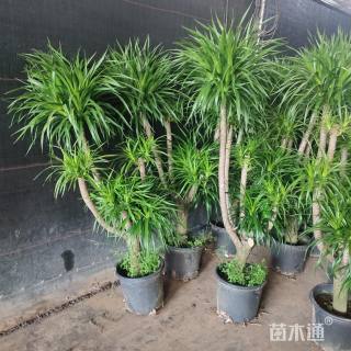 高度100厘米多头龙血树